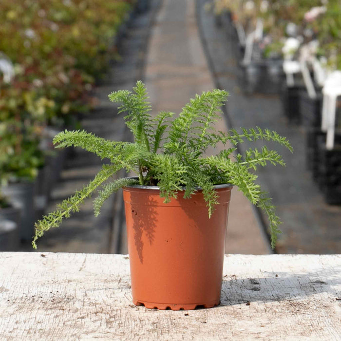 Achillea 'Summer Berries Mixed'