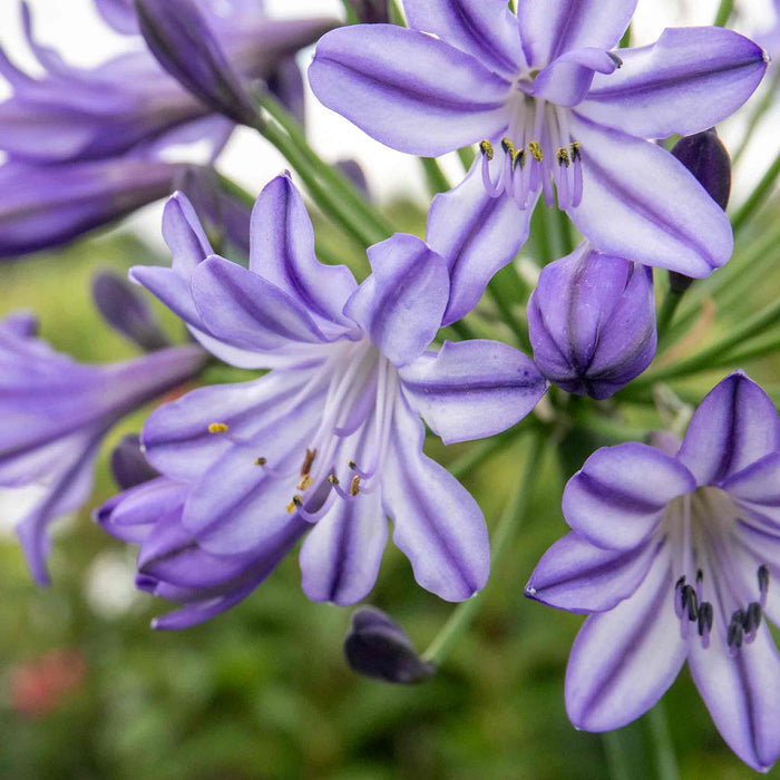 Agapanthus 'Poppin Star'