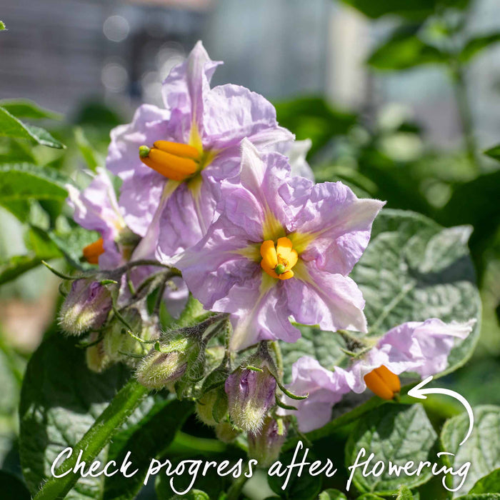 Albert Bartlett Seed Potato 'Anya'