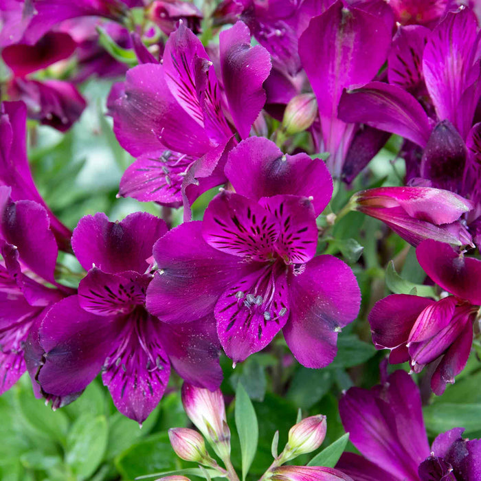 Alstroemeria 'Inticancha Paraiso'