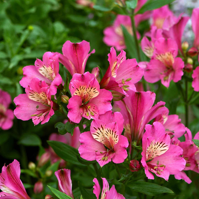 Alstroemeria 'Summer Saint'