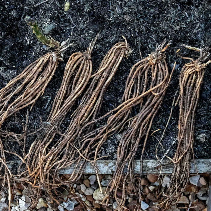 Asparagus Crown 'Erasmus'