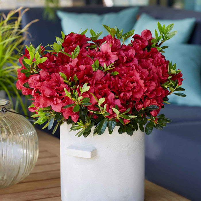 Azalea 'Encore Autumn Fire'