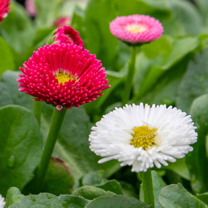 Bellis 'Bellissima Mix'