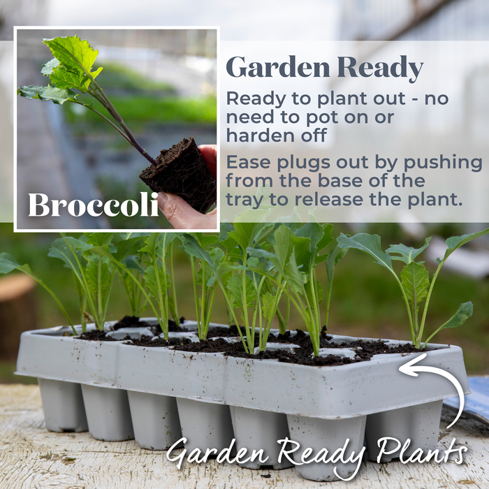 Broccoli 'Purple Sprouting'