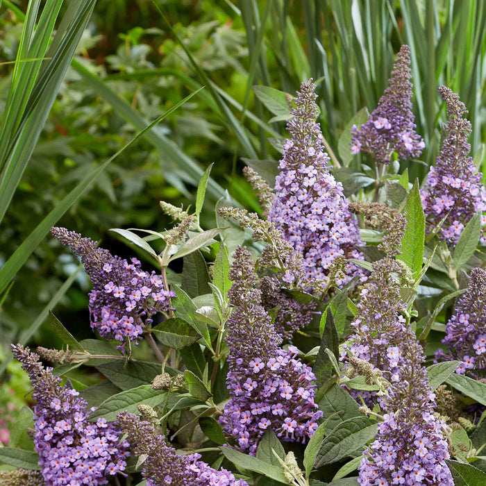 Buddleja 'Butterfly Candy Little Sweetheart'