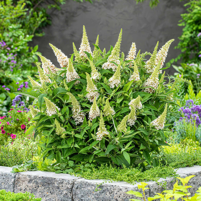 Buddleja 'Butterfly Candy Little White'