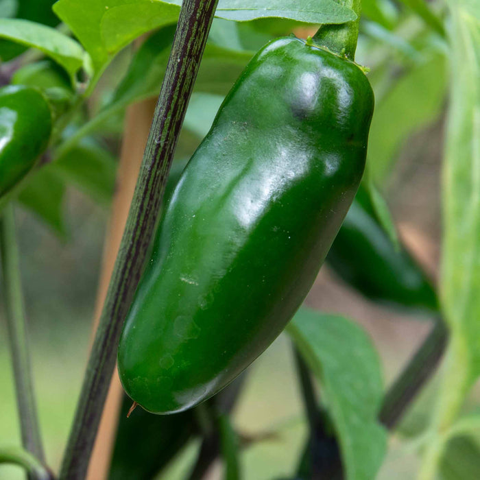 Chilli 'Giant Jalapeno'