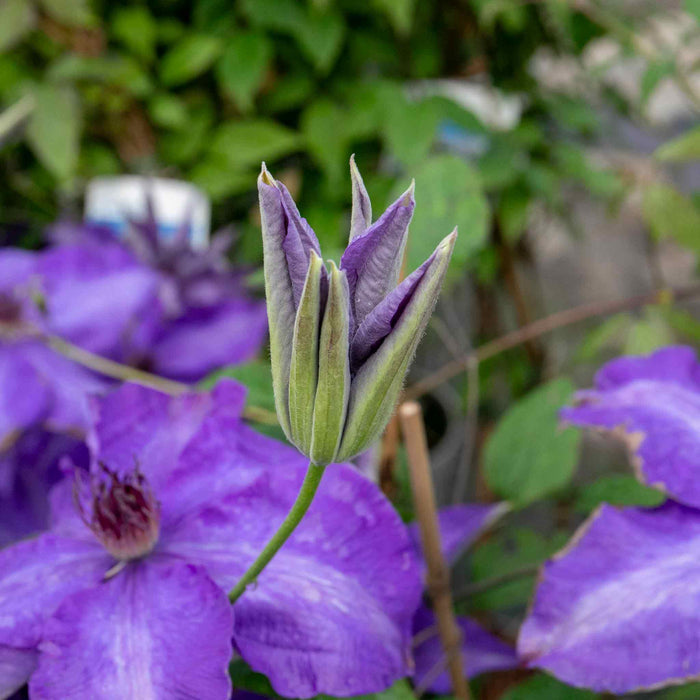 Clematis 'The President'