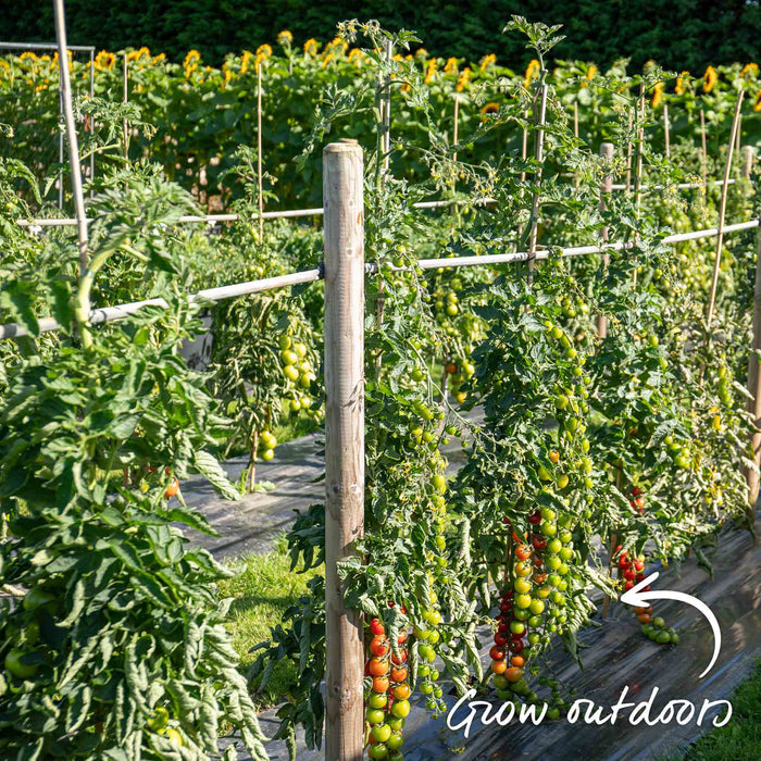 Cordon Tomato 'Big Daddy'