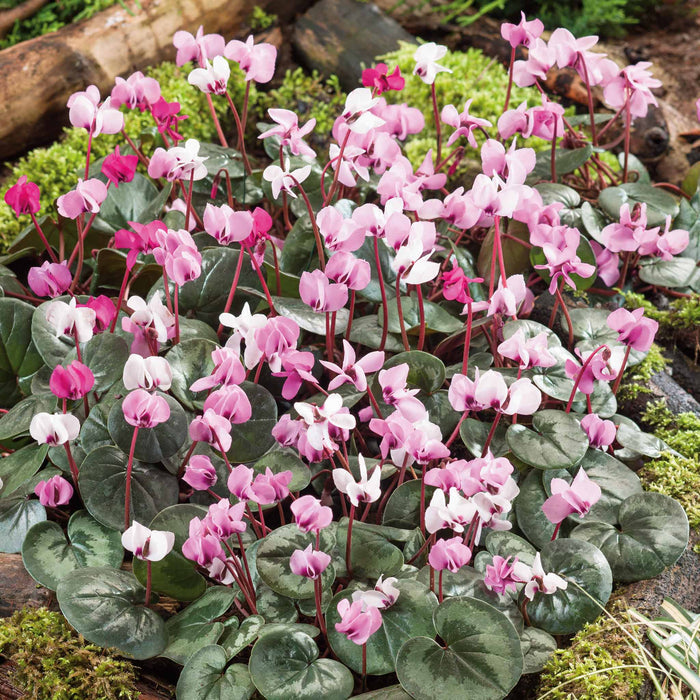 Cyclamen 'Coum' - 3 Bulbs