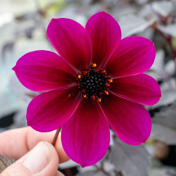 Dahlia 'Mystic Wizard'