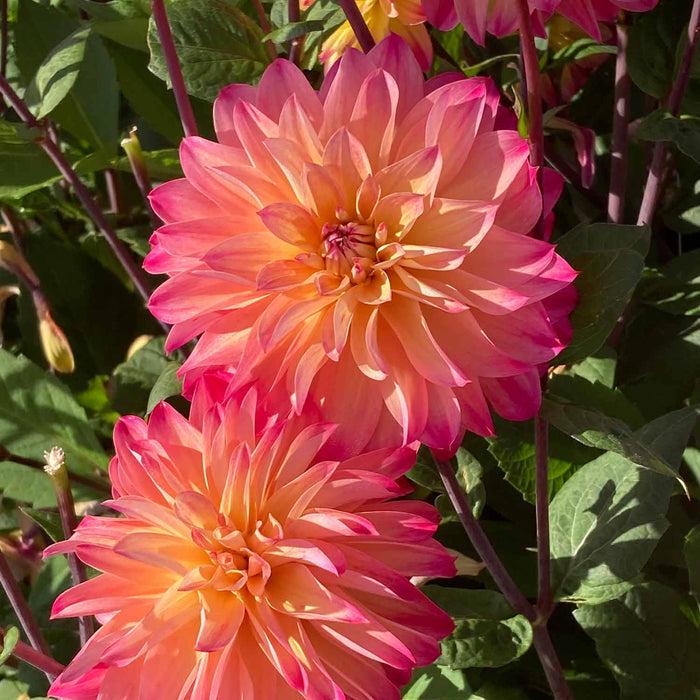 Dahlia 'Prinzessa'