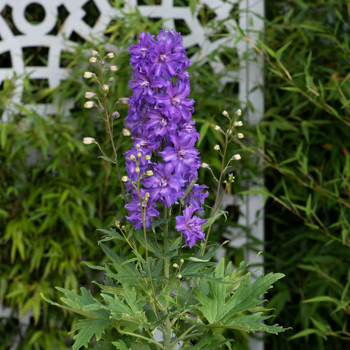 Delphinium 'Delgenius Breezin'