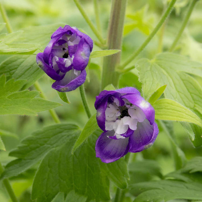 Delphinium 'Magic Fountains Dark Blue White Bee'