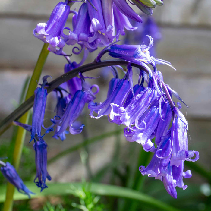 English Bluebell Bulbs