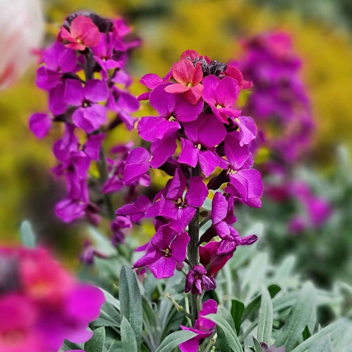 Erysimum 'Colour Vibe Purple'
