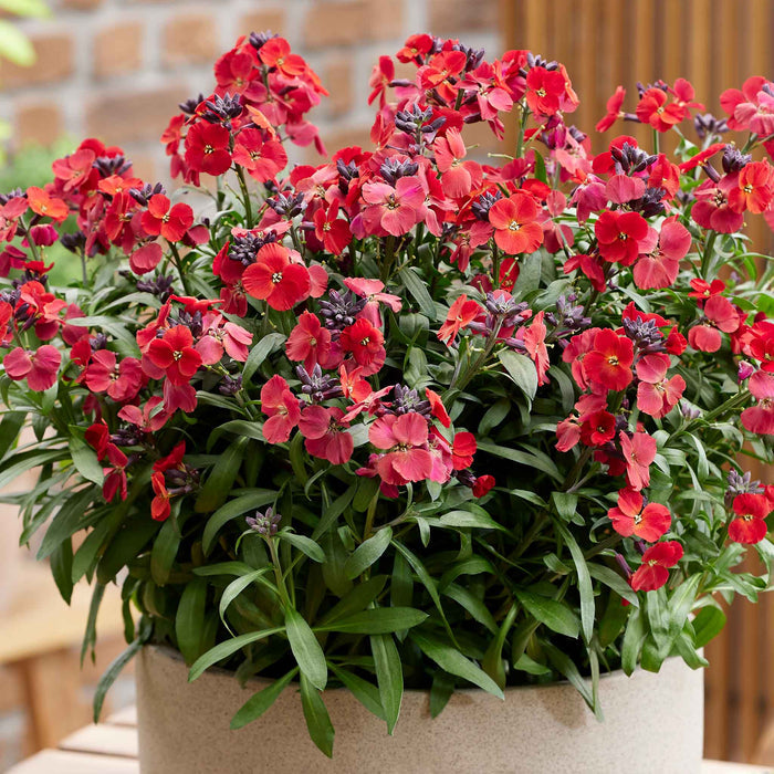 Erysimum 'Colour Vibe Red'
