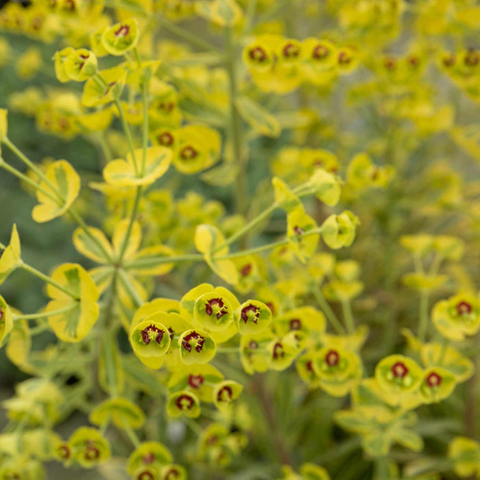 Euphorbia 'Martinii Ascot Rainbow'
