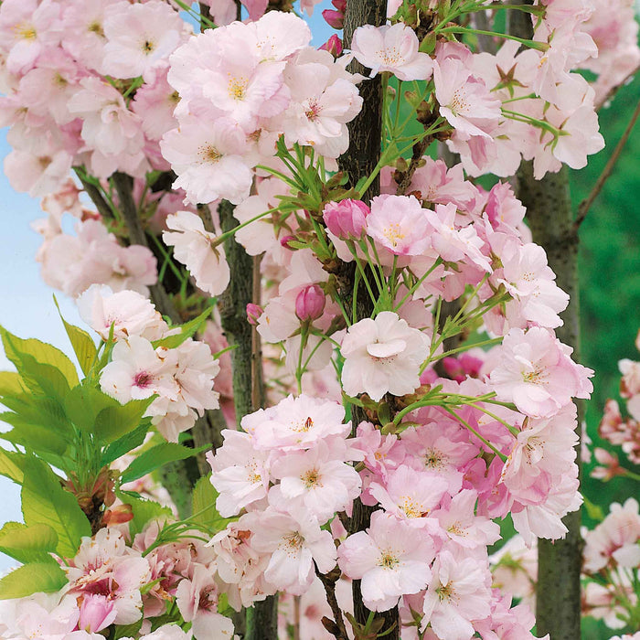 Flowering Cherry 'Amanogawa'