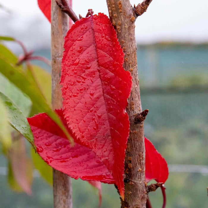 Flowering Cherry 'Royal Burgundy'