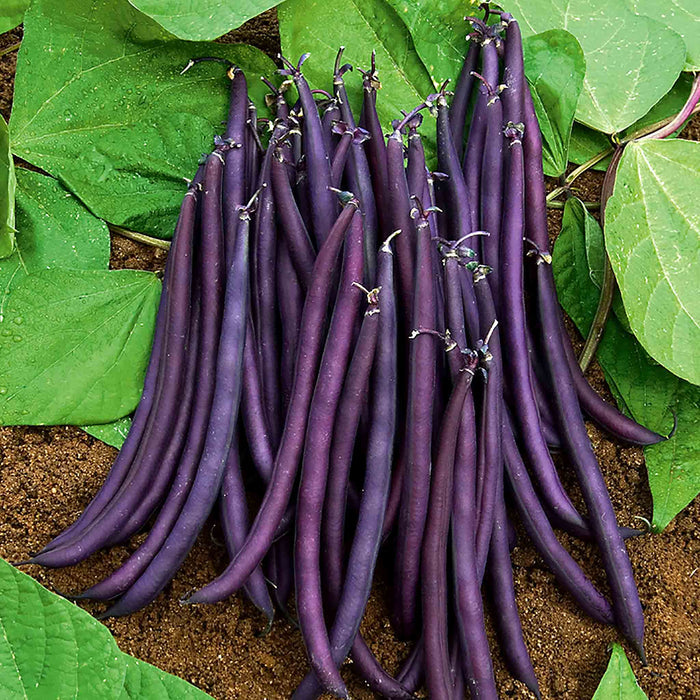 French Bean 'Dwarf Amethyst'