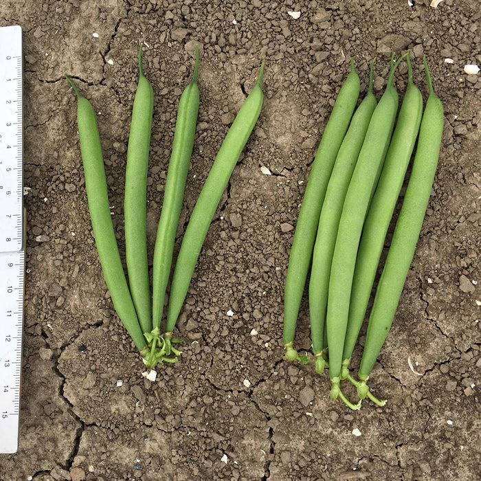 French Bean Dwarf Seeds 'Martini'