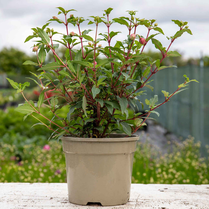 Fuchsia 'Snowcap'