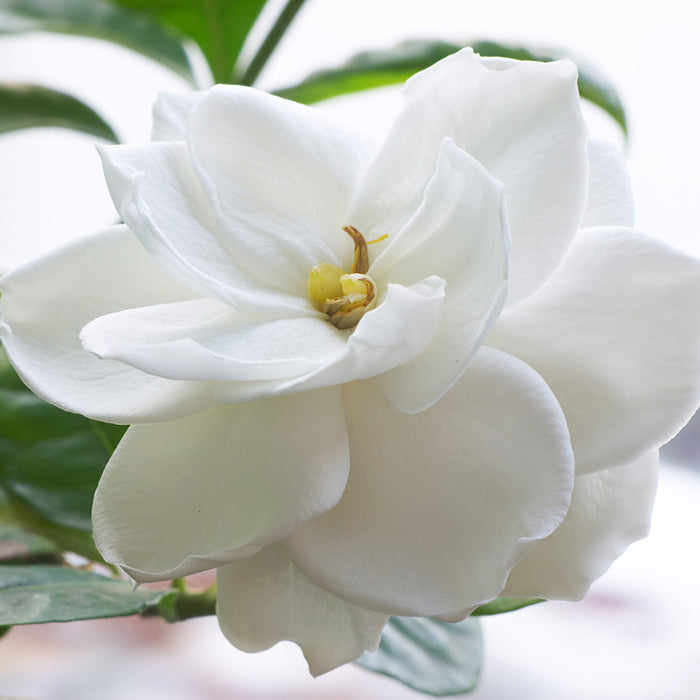 Gardenia Lily Fragrance Oil 197