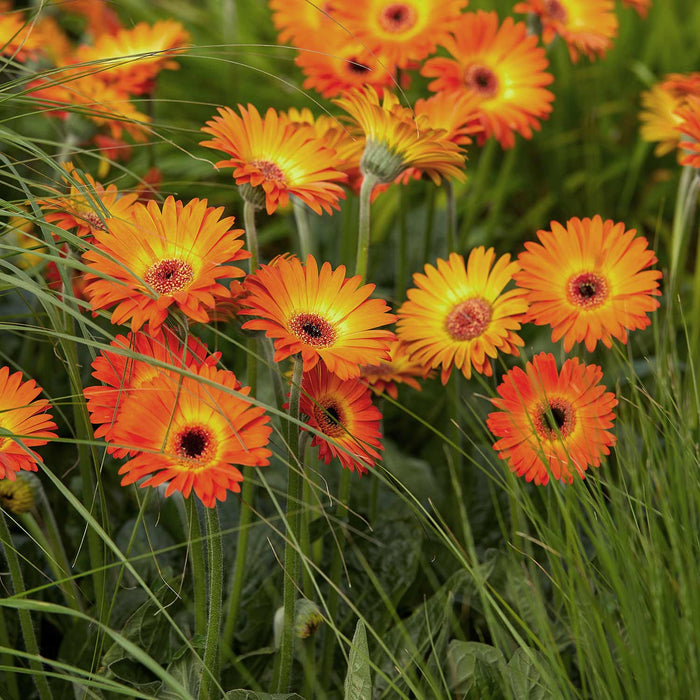 Gerbera 'Sweet Sunset'