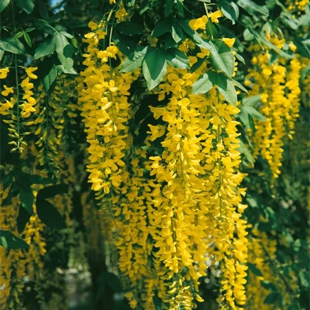 Golden Chain Tree