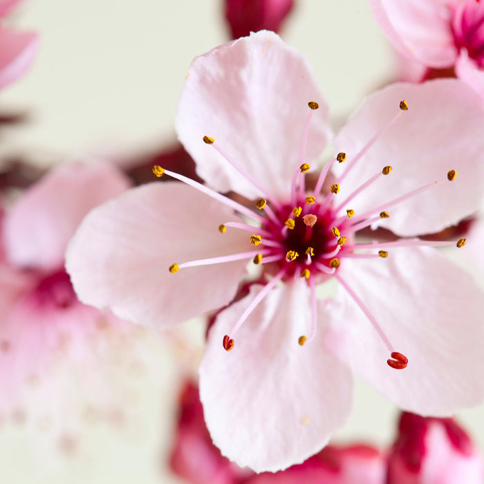 Japanese Cherry Blossom* Fragrance Oil 695