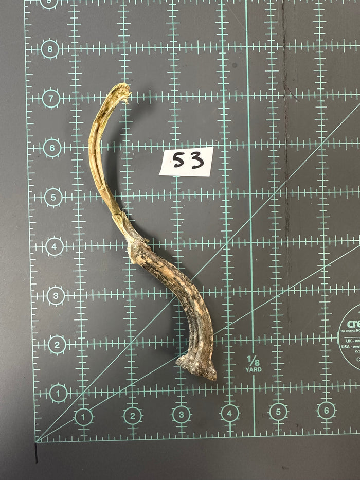 53
