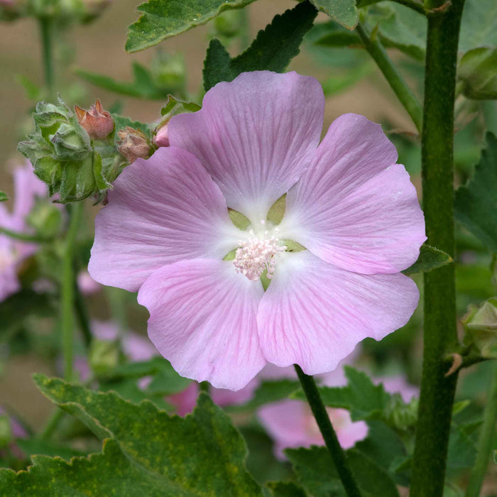 Lavatera 'Marshmallow Strawberry Cream'