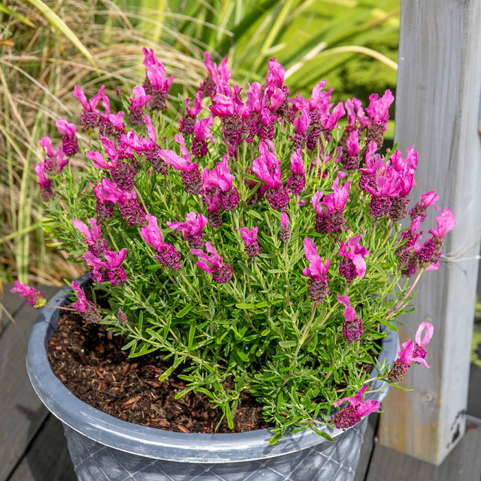 Lavender 'Butterfly Garden Pink Summer'