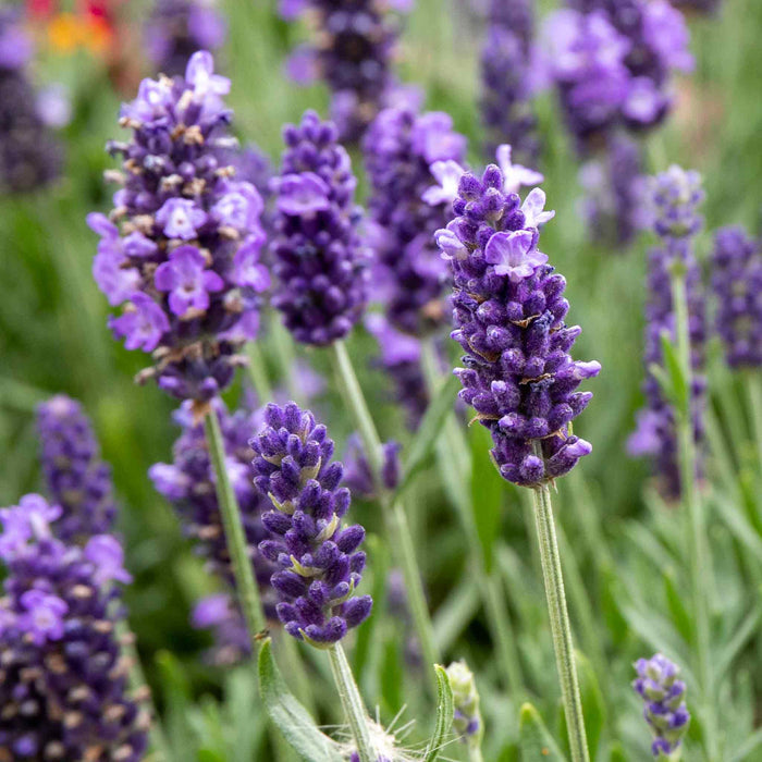 Lavender Plant 'Angustifolia Blue Spear'