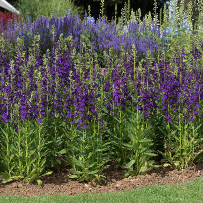 Lobelia 'Starship Blue'