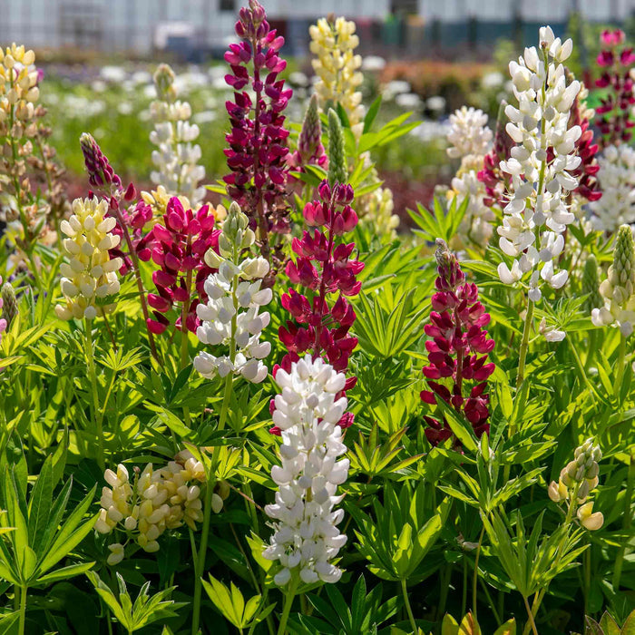 Lupin 'Legendary Mix'
