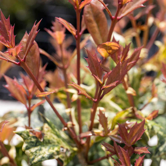 Osmanthus heterophyllus 'Goshiki'