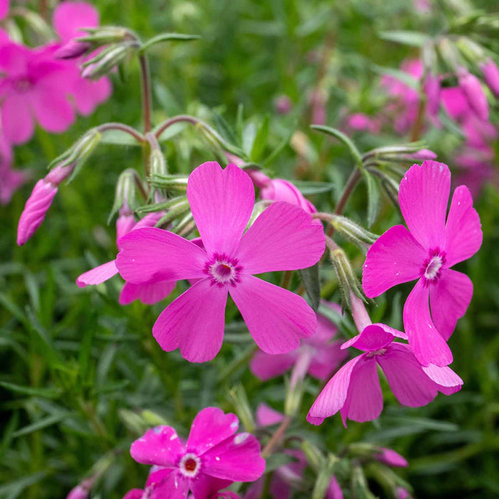 Phlox 'McDaniels Cushion'