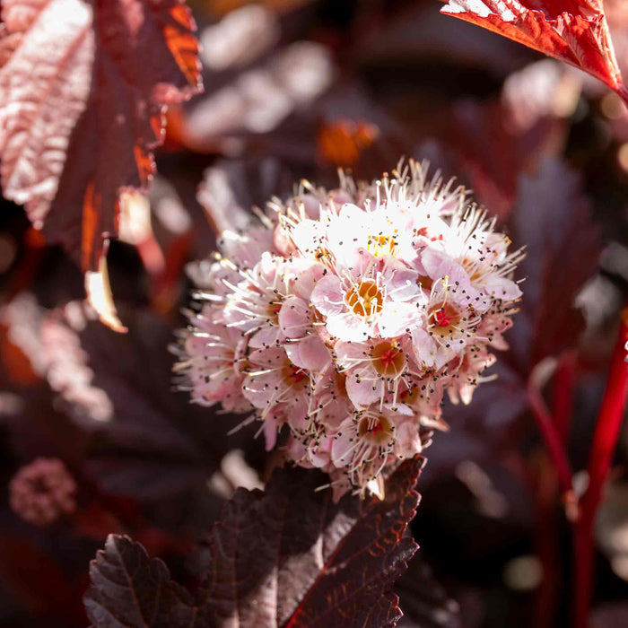 Physocarpus 'Lady in Red'
