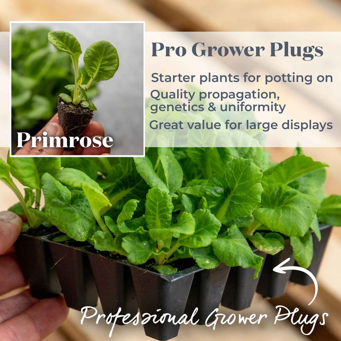A tray of primrose seedlings in black plastic plugs, with overlaid text reading 'Pro Grower Plugs' and a small inset showing a hand holding one plant labeled 'Primrose'.