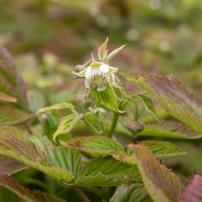 Raspberry 'Baby Dwarf'