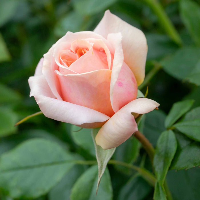 Rose ‘Joie du Vivre’ ROTY 2011 (Floribunda Rose)