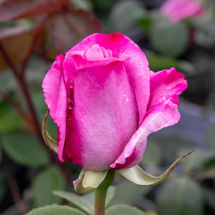 Rose ‘Twice In A Blue Moon’ (Hybrid Tea Rose)