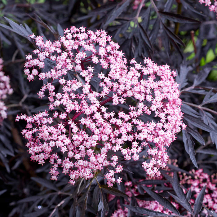 Sambucus 'Cherry Lace'