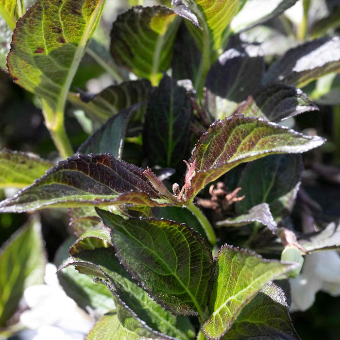 Weigela 'Ebony and Ivory' (Velda)