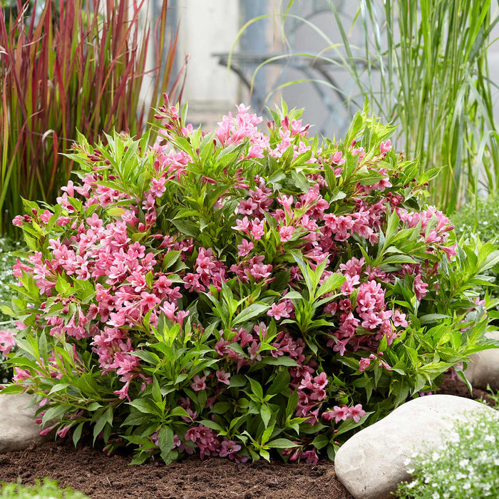 Weigela Picobella 'Rosa'