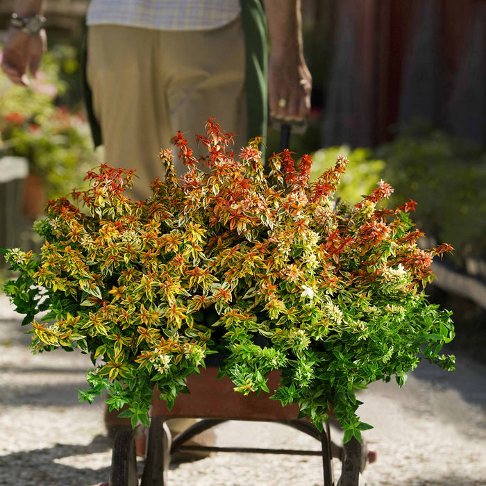 Abelia 'Kaleidoscope'