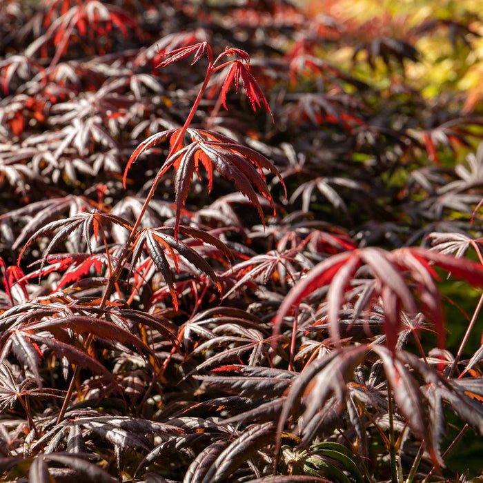 Acer palmatum 'Trompenburg'